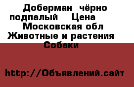 Доберман  чёрно-подпалый  › Цена ­ 20 - Московская обл. Животные и растения » Собаки   
